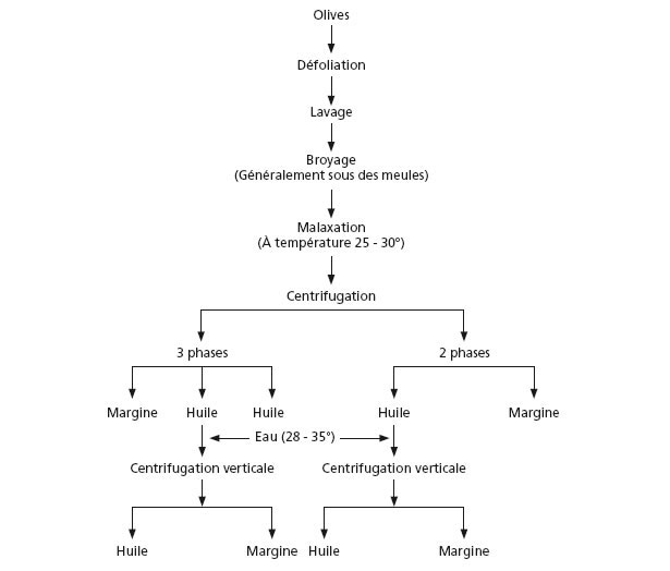 Estrazione dell'olio d'oliva con il sistema di centrifugazione