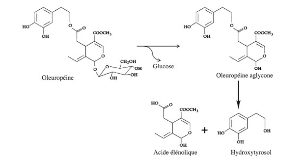 Origine dell'Idrossitirosolo (Granados-Principal e al., 2010)