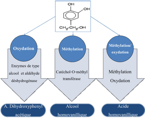 Principali vie di metabolismo dell'Idrossitirosolo nell'Uomo proposte da D'Angelo e al., (2001)