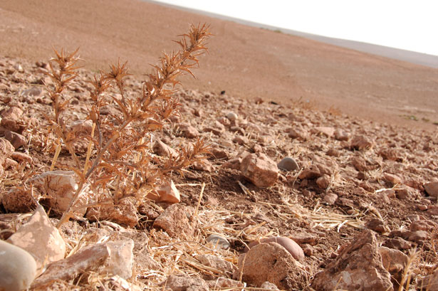 Deserto roccioso, Marocco