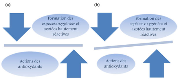 Equilibrio tra la formazione e l'eliminazione delle specie ossigenate e azotate altamente reattive, (a) caso normale e (b) in caso dello stress ossidativo