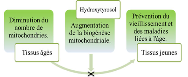 Effetto antinvecchiamento dell'Idrossitirosolo