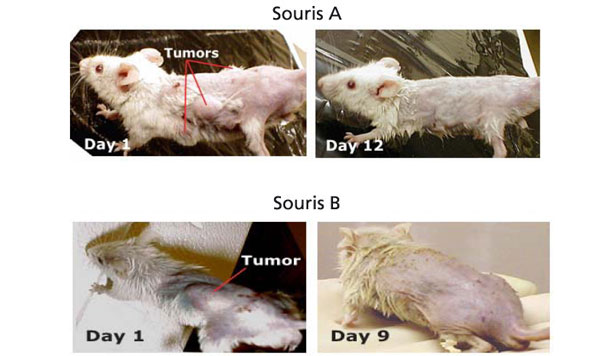L'Idrossitirosolo glicolizzato induce una regressione tumorale in vivo. A dei topi portatori di tumori spontanei è stato somministrato 1% d'oleuropeina nell'acqua potabile. Certi topi hanno dei tumori multipli (rappresentato dal topo A), mentre altri portano una massa tumorale unica (rappresentato dal topo B). Dopo 9 a 12 giorni di trattamento, i tumori avevano completamente regredito (Hamdi e Hamdi e 2005)