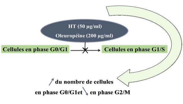 Effetto antiproliferante dell'Idrossitirosolo sulle cellule MCF-7 del cancro al seno