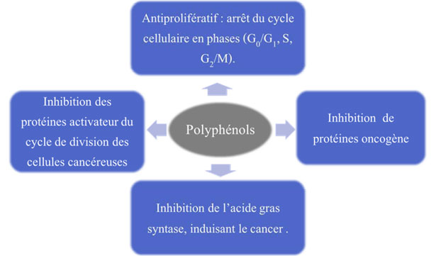 Altri effetti anticancerogeni dei polifenoli