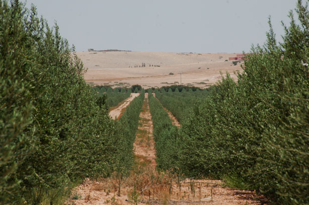 Oliveto nel mezzo del Deserto roccioso in Marocco