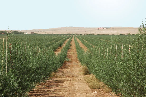 Oliveto nel mezzo del Deserto roccioso in Marocco