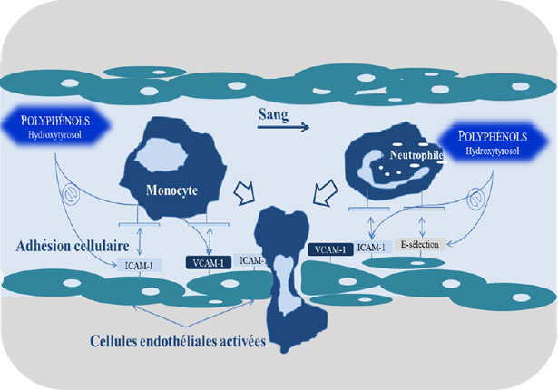 Effetto dei polifenoli sulle molecole di adesione endoteliali
