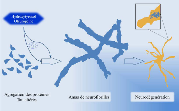 Effetto dei polifenoli dell'olio d'oliva sulla malattia d'Alzheimer
