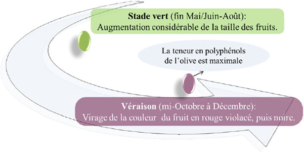 Stadi di maturazione dell'oliva