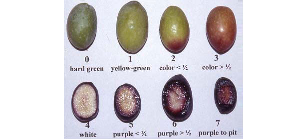 Gli indici di maturazione del frutto di oliva