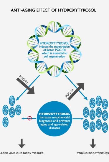 Anti-aging effect of hydroxytyrosol