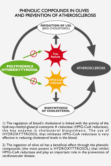 Phenolic compounds in olives and prevention of atherosclerosis Phenolic compounds in olives and prevention of atherosclerosis