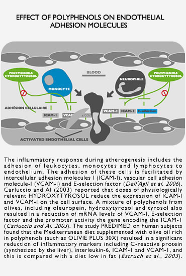 Effect of polyphenols on endothelial adhesion molecules Effect of polyphenols on endothelial adhesion molecules