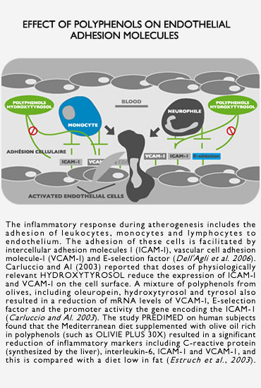 Effect of polyphenols on endothelial adhesion molecules