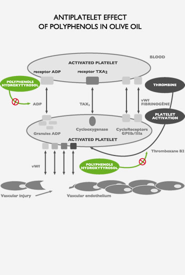 Antiplatelet effect of polyphenols in olive oil